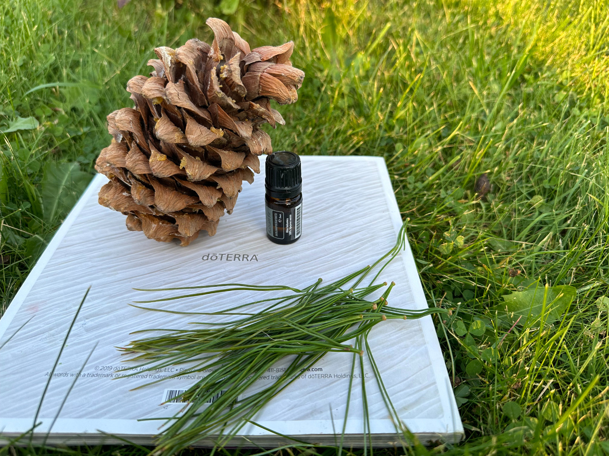 Для производства 15 мл эфирного масла кедра понадобится около 2,5 кг древесины