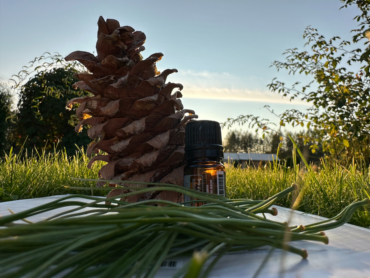 Для производства 15 мл эфирного масла кедра понадобится около 2,5 кг древесины 