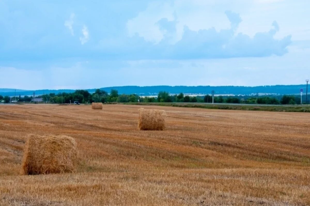    Депутаты предлагают запретить сжигание рисовой соломы на Кубани
