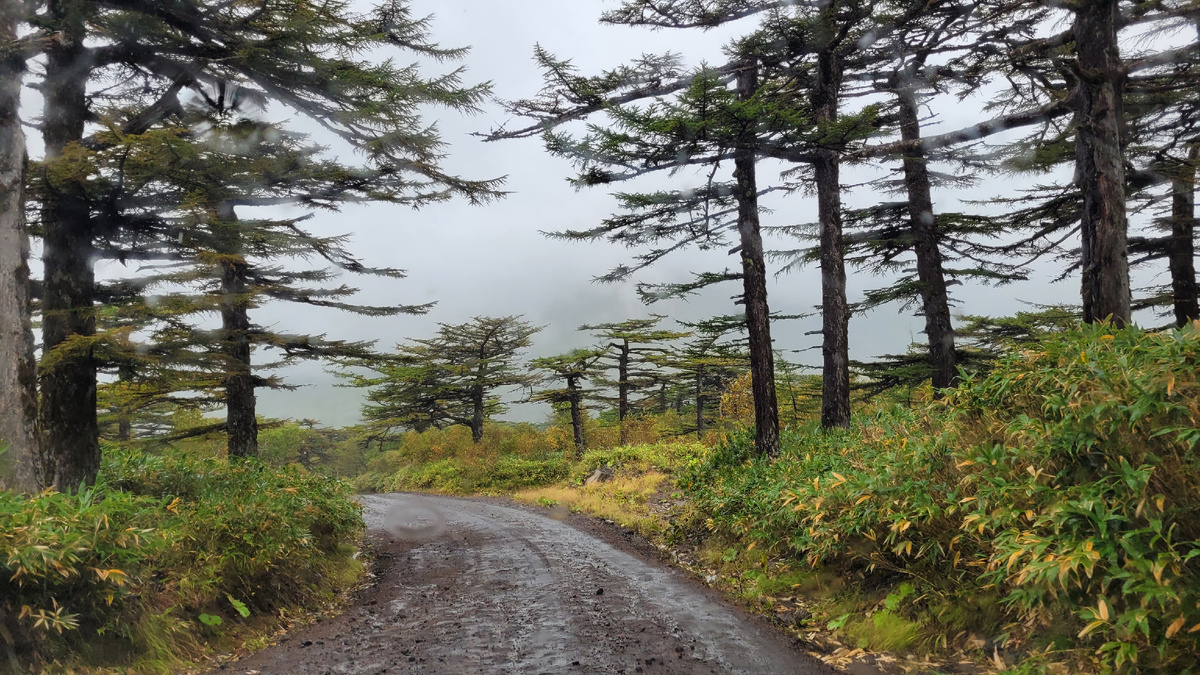 Курильская лиственница. Я в восхищение от этого дерева. 
