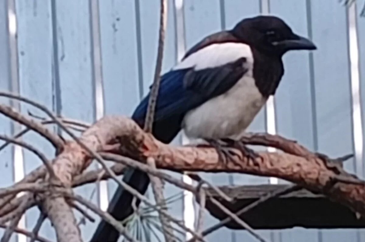    Воронежец потерял ручную сороку Сару