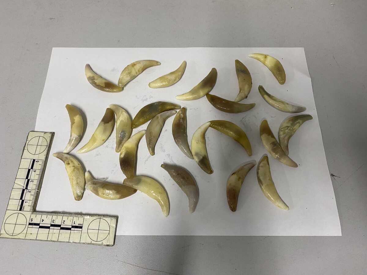    Фото: Пресс-служба Читинской таможни   📷   Фото: Пресс-служба Читинской таможни