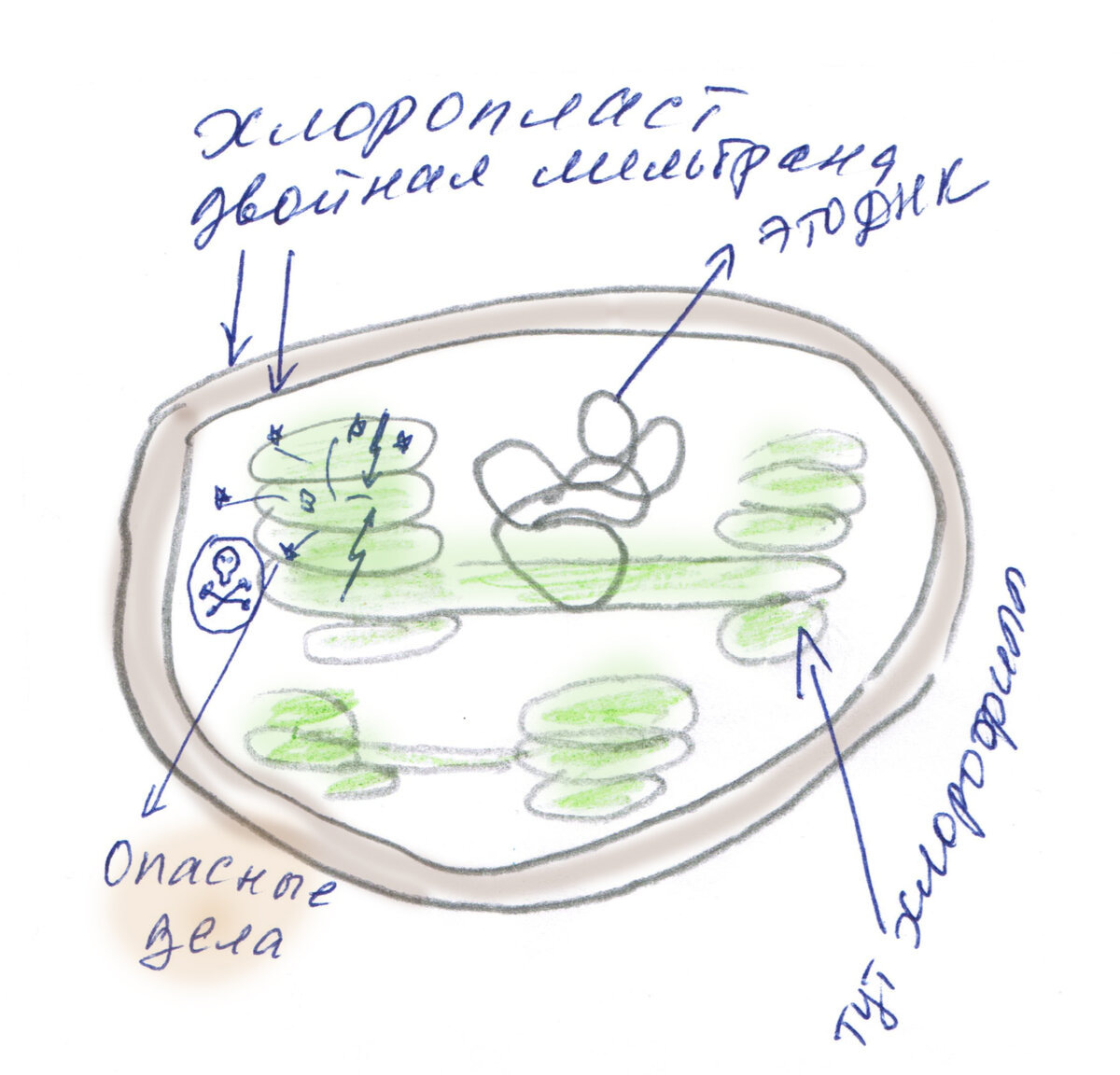 Хлоропласт