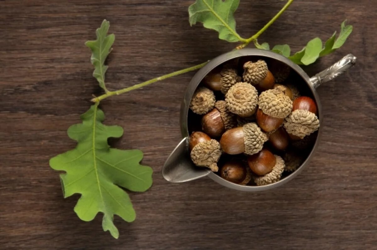    Сотрудники лесной отрасли пополняют лесосеменной фонд Белгородской области