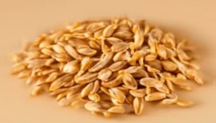    Твердую пшеницу редкого 2 класса выявили эксперты на Алтае