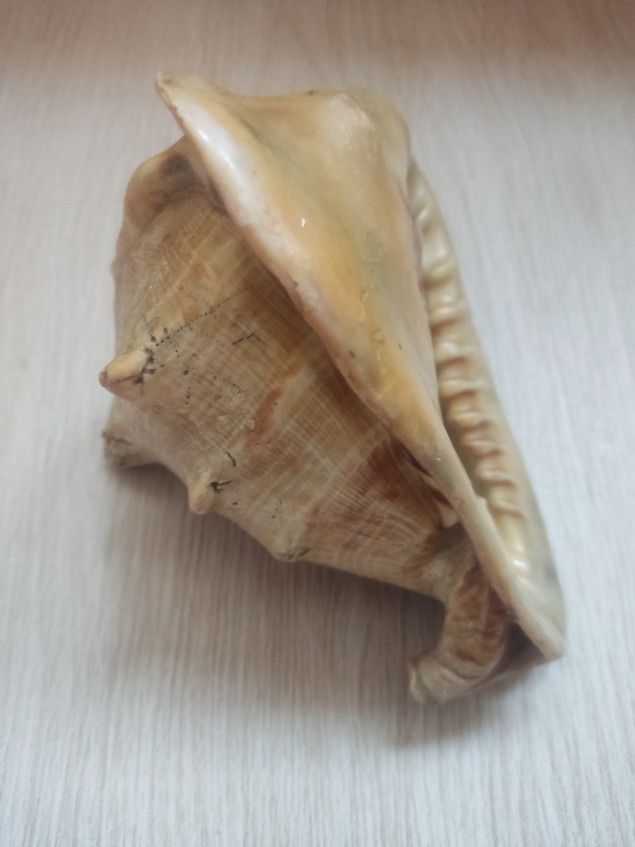 Эта раковина моя, но у подруги похожая.