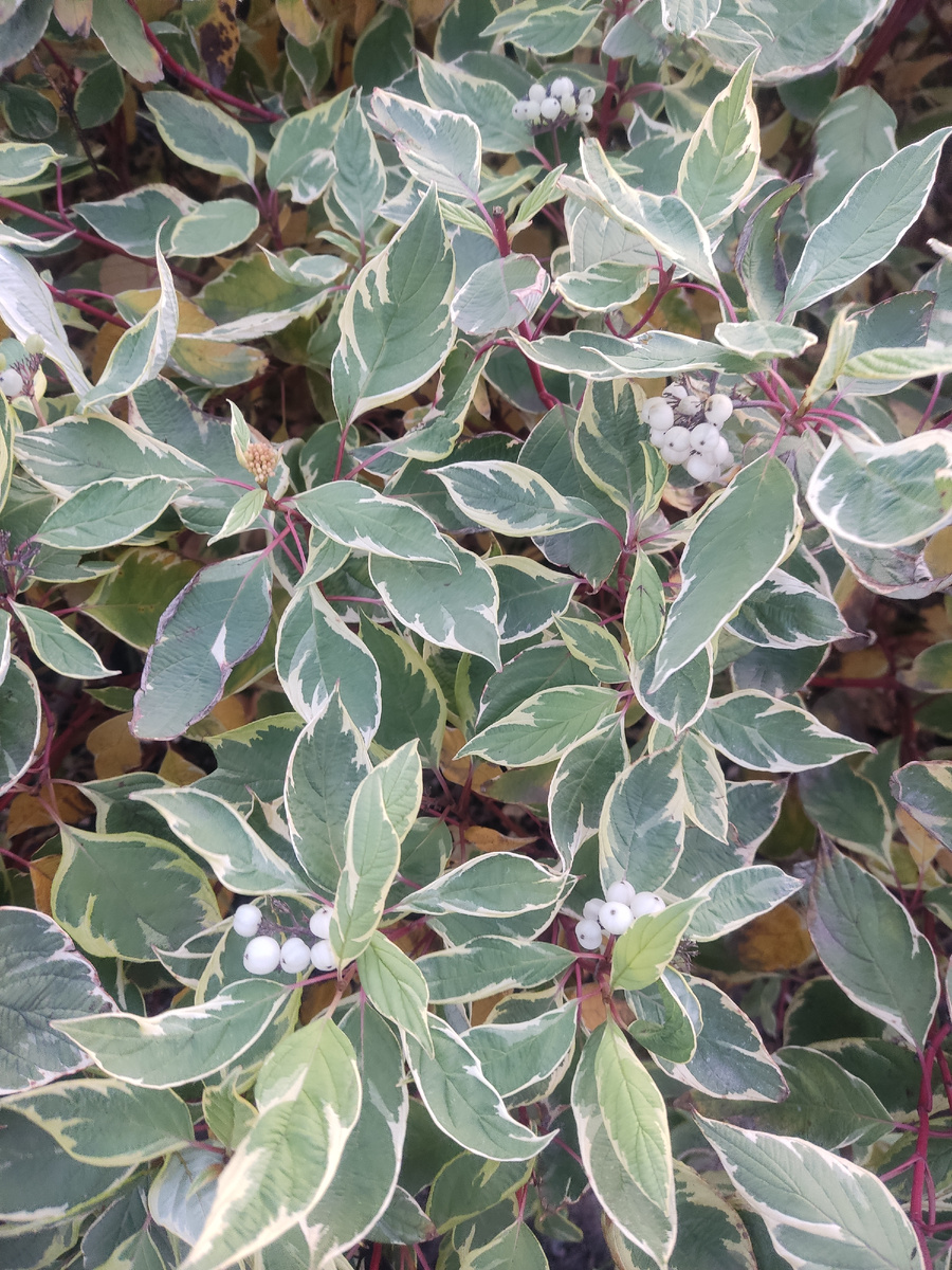 Украшение парка