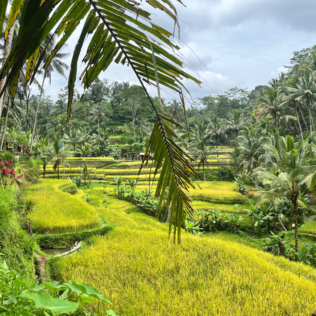Шикарный вид на рисовые террасы. Фото с одной из моих поездок на Бали.