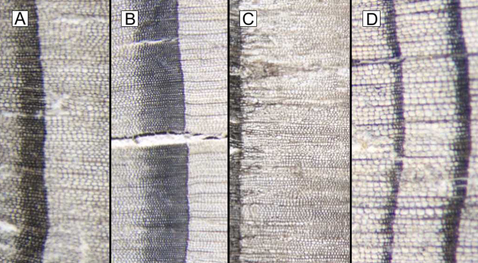   Varvara Bessonova et al. / Dendrochronologia, 2024