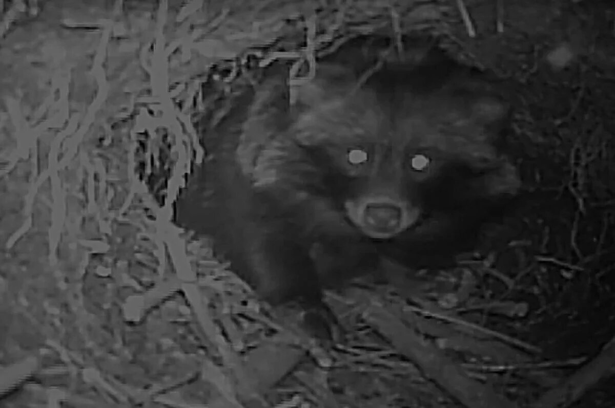    Тайный «метрополитен» обнаружился в Хоперском заповеднике под Воронежем