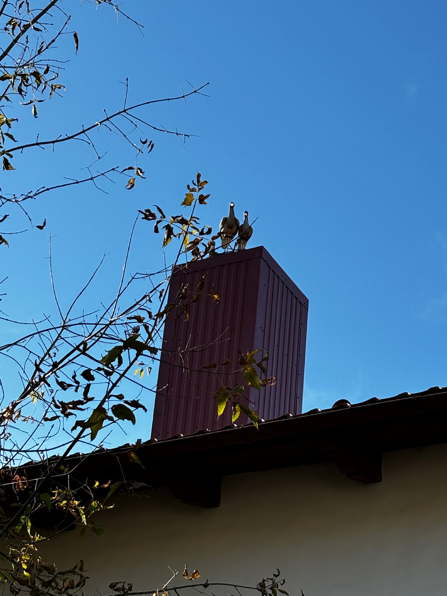 Аист на крыше счастья под крышей 