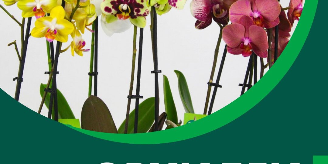 🌺САМЫЕ ПОПУЛЯРНЫЕ ВИДЫ И СОРТА ОРХИДЕЙ🌺