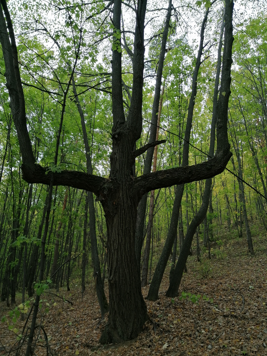 Природа сентября. Жигулёвские горы около турбазы "Полёт".