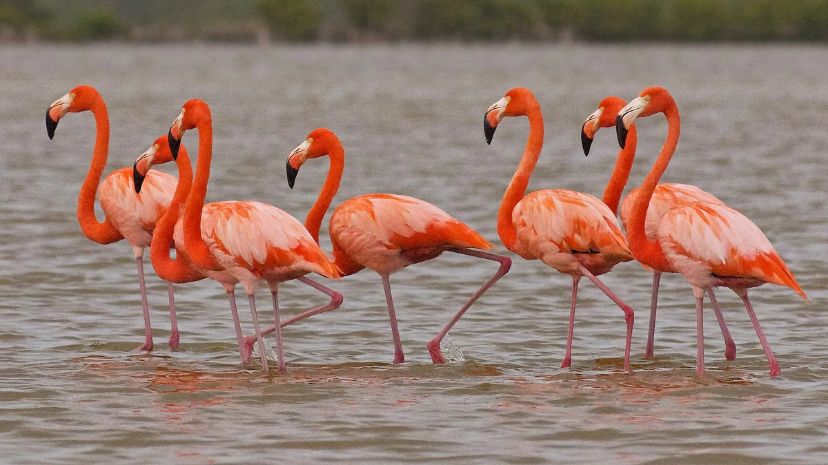 ну или порой даже красные