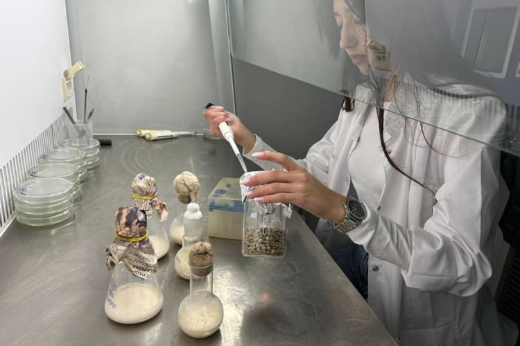    Кофе может стать в разы вкуснее: новаторский способ для этого разработали белгородские ученые