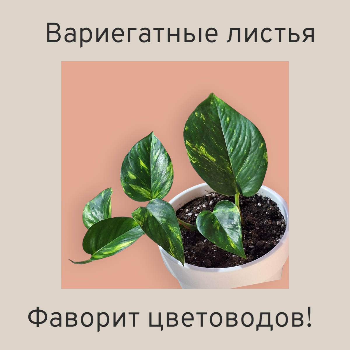 Фото автора и ИИ.