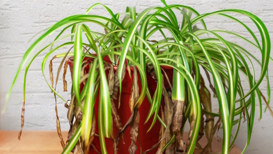    Хлорофитум вдруг начал увядать: агроном рассказал, почему так происходит и что делать Алина Городниченко