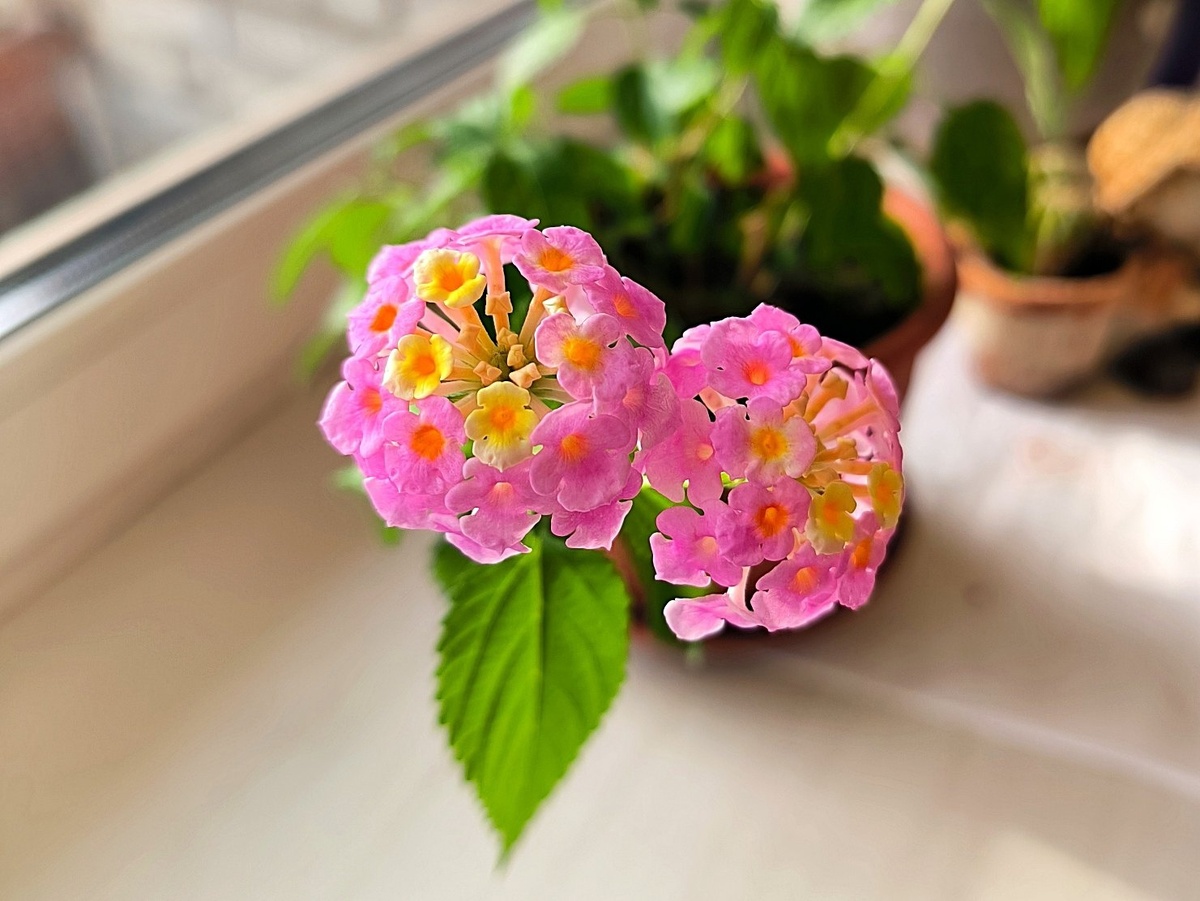 Лантана сводчатая в комнатной культуре