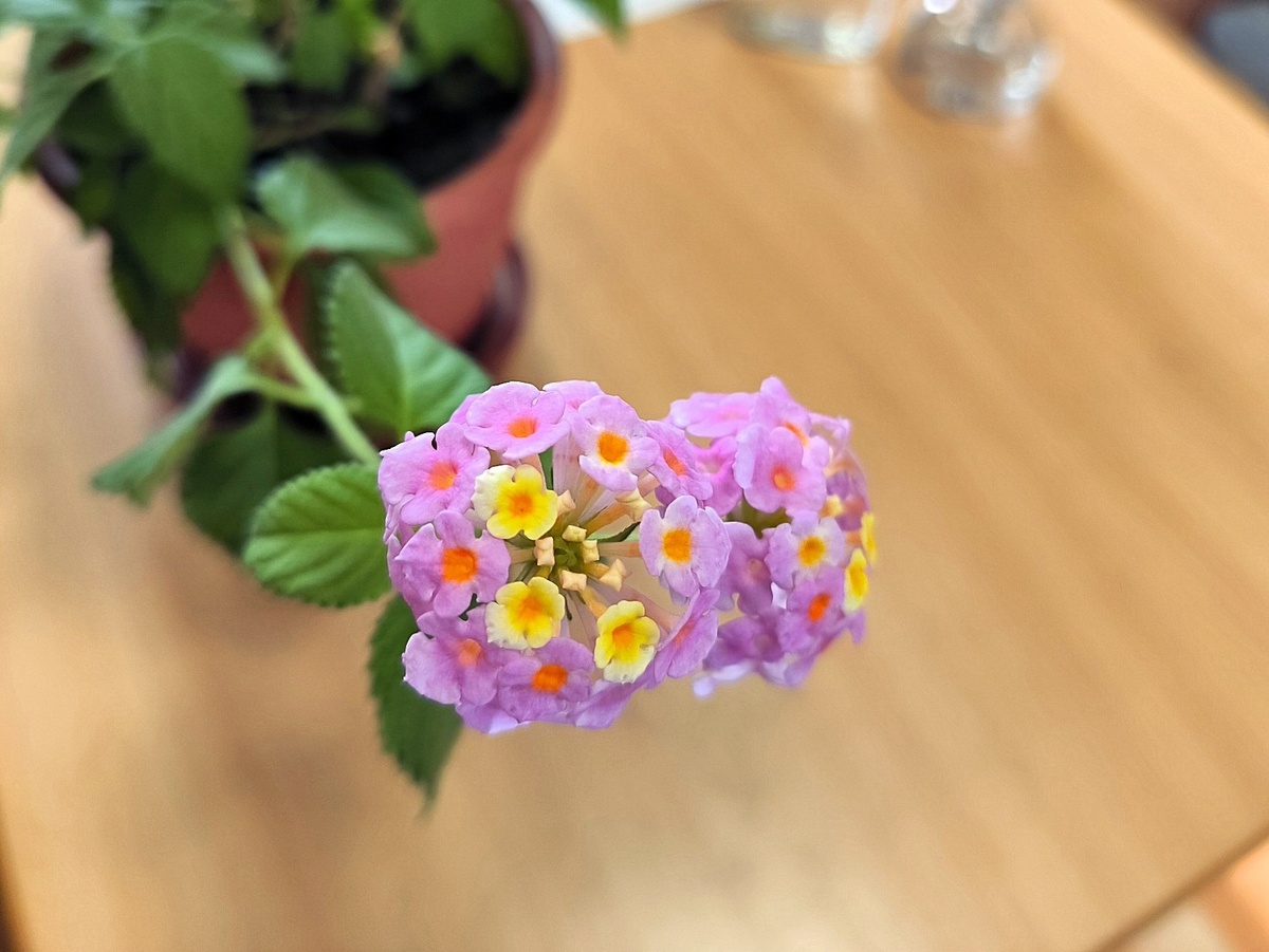 Лантана сводчатая в комнатной культуре