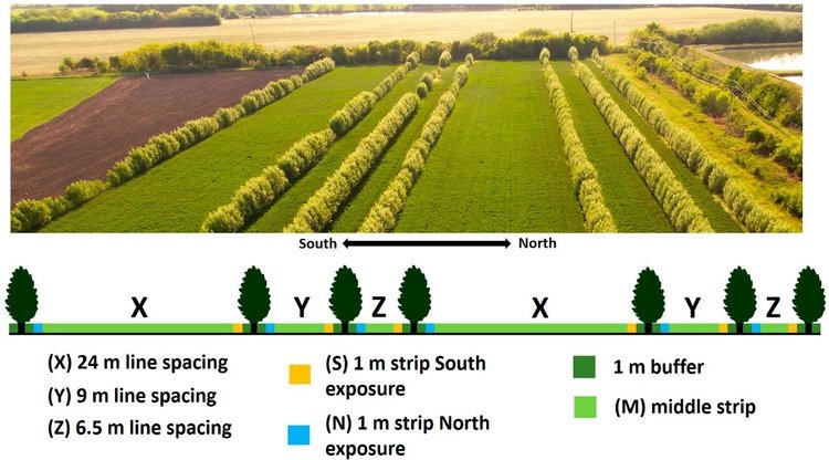    Ивы и красный клевер в системе агролесоводства – опыт Венгрии
