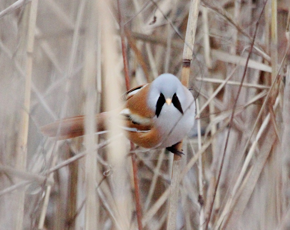 Самец усатой синицы прилетел на аудиозапись своего пения. 