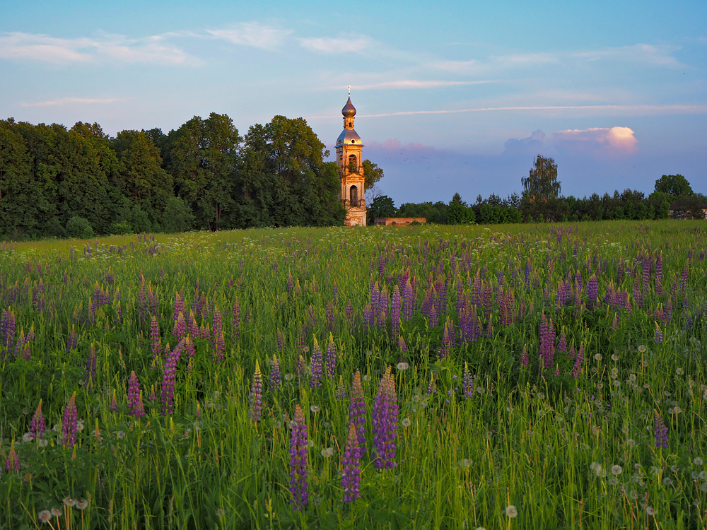Люпины - примета июня.