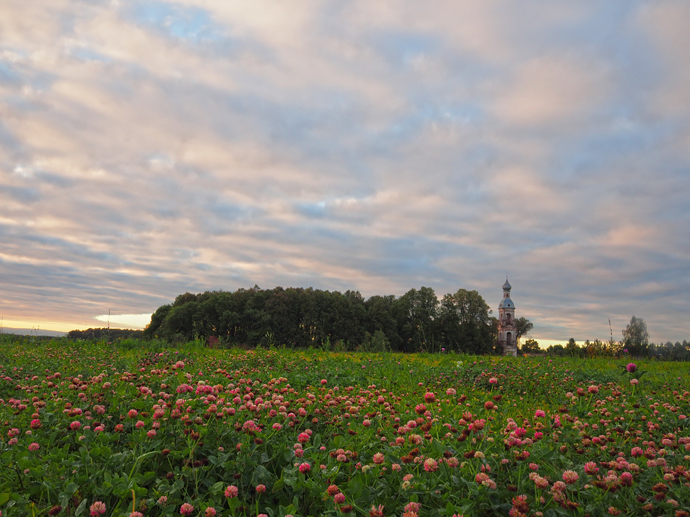 Ковер из клевера.