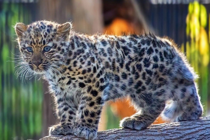    Фото Новосибирского зоопарка