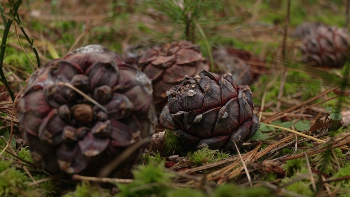   У югорчанина украли почти тонну кедровых шишек