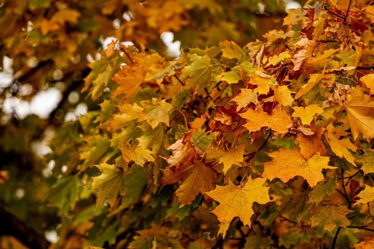    Афиша на 26 и 27 октября.