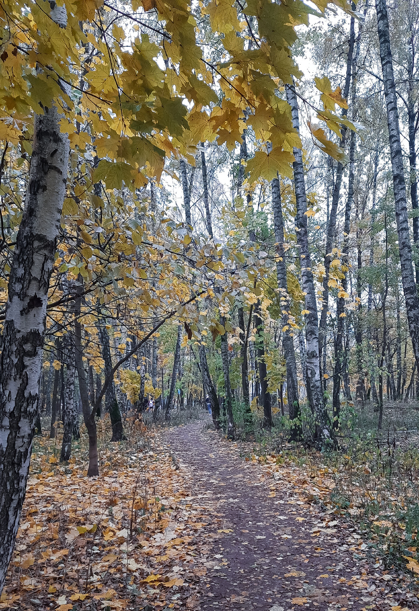 Уже и небо не прячется в золотой листве, его видно все больше и больше