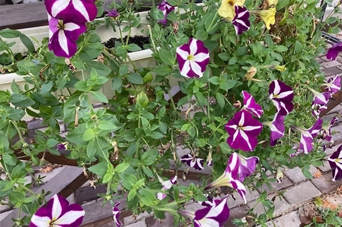    Выкапываем и обрезаем.