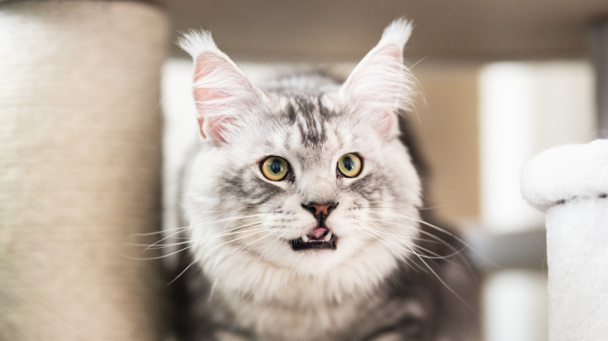    Фото: www.globallookpress.com/Silas Stein; ВКонтакте/Мирослав Волков/madpetru; 5-tv.ru