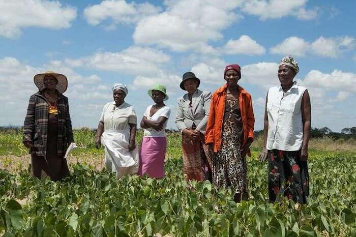 Фермеры в Зимбабве