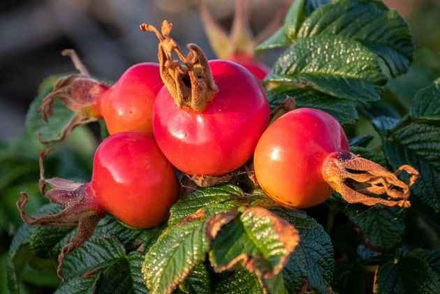 шиповник- витаминный чемпион