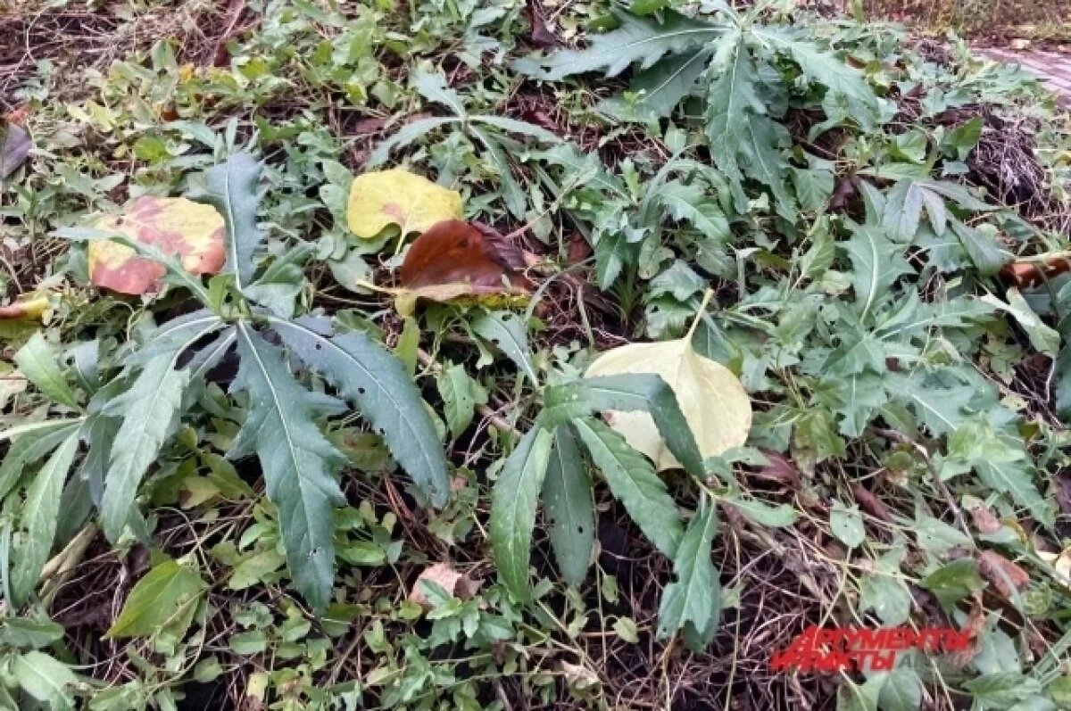    3 крутых способа.