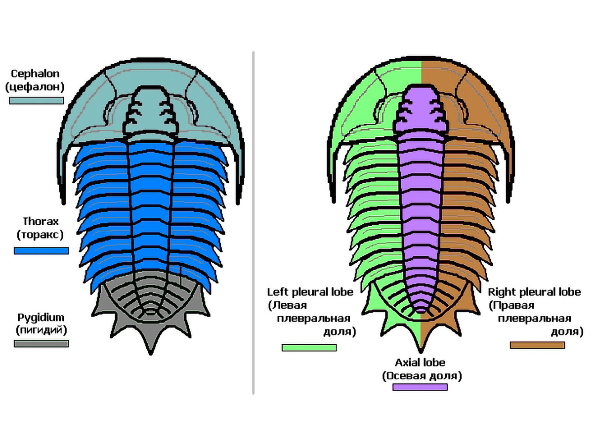 изображение с интернета