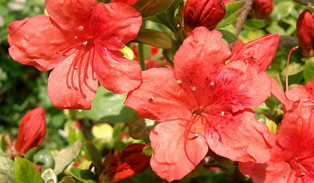    Азалия индийская. Фото: pixabay.com