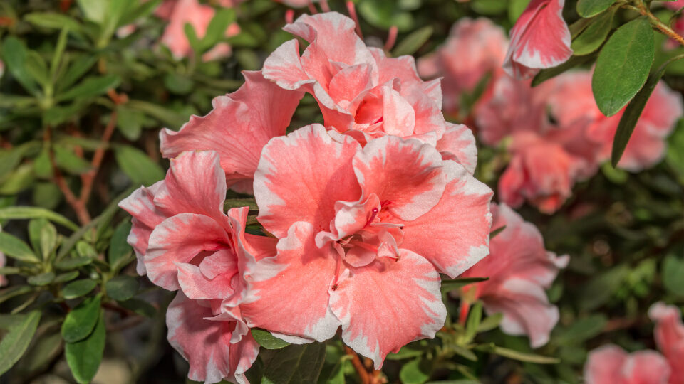 Азалия комнатная. Фото: shutterstock.com 