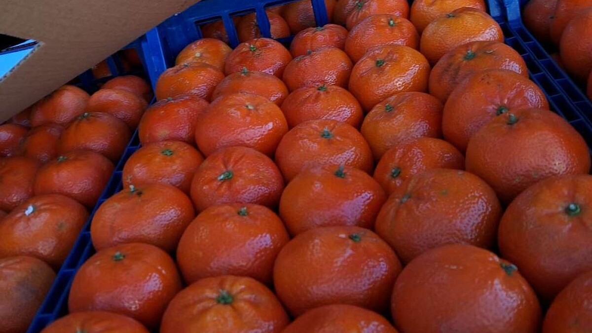    Фото: Южное межрегиональное управление Россельхознадзора