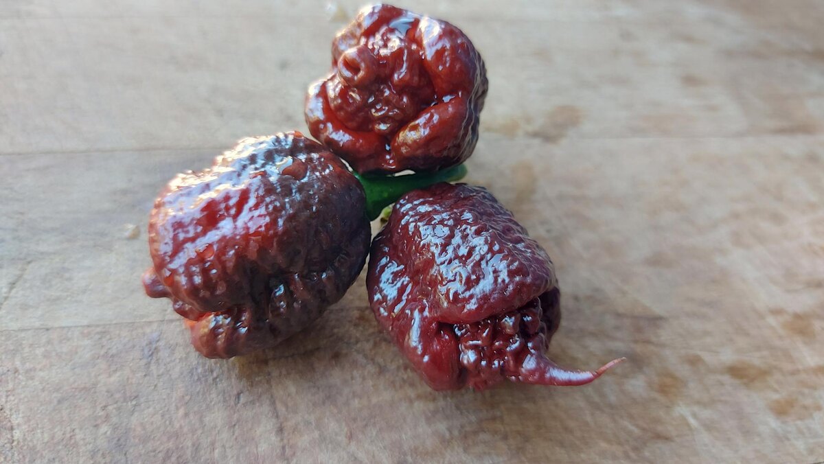 Каролина Рипер шоколадный (Carolina Reaper Chocolate)
