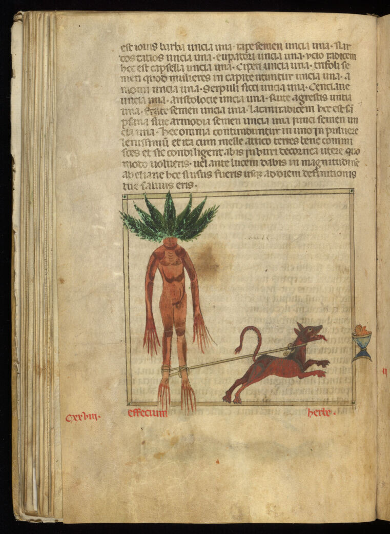 Гербарий. Антоний Муса, середина XIII века. Источник фото: https://wellcomecollection.org/.