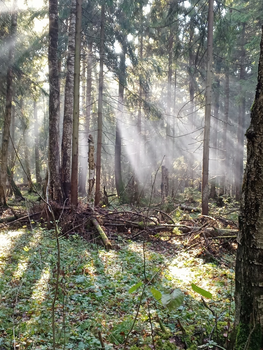 Автор фото Светлана Лакосник