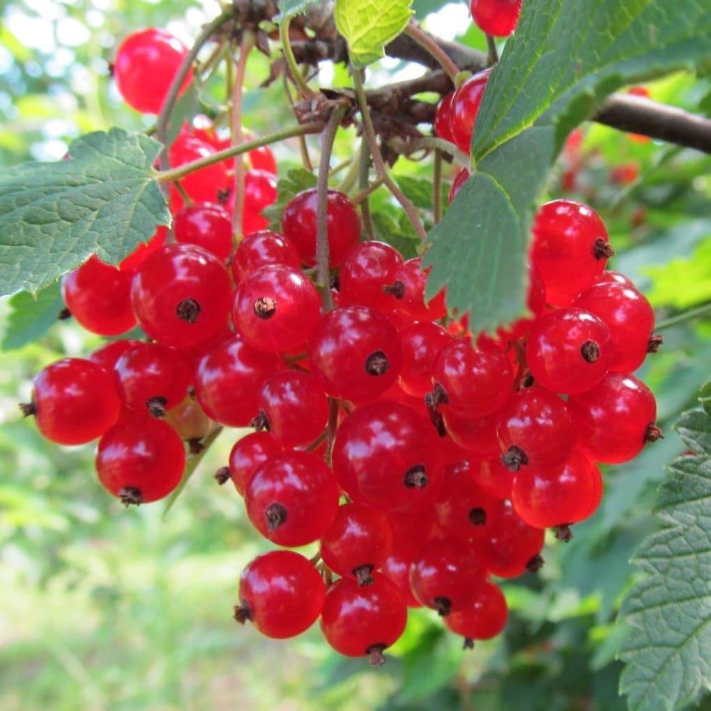 Грозьдья красной смородины