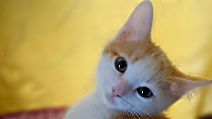 Маленькая кошечка