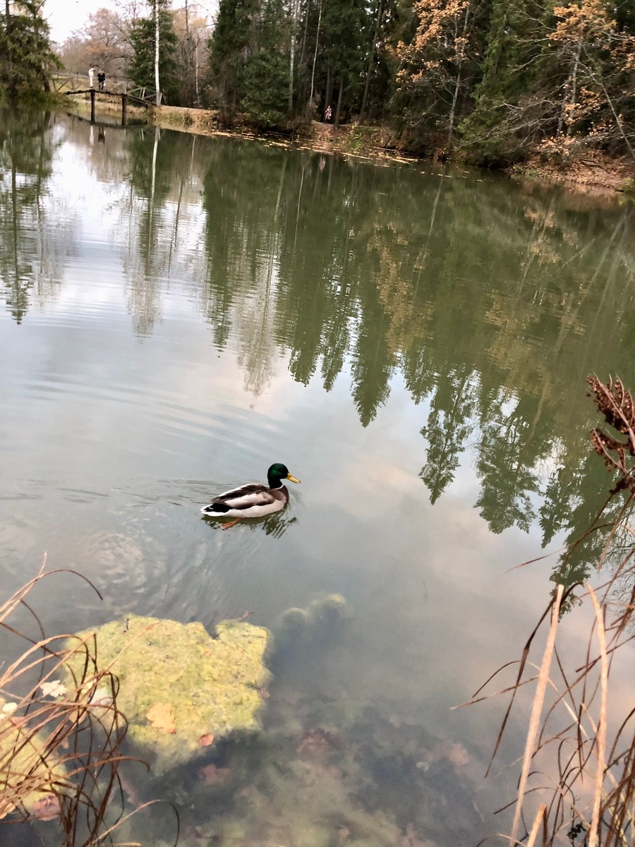 Абрамцево  20.10.24 Фото А.Троилиной