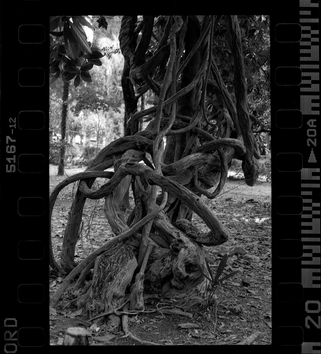 Лиана-паразит. Тоже Гагры