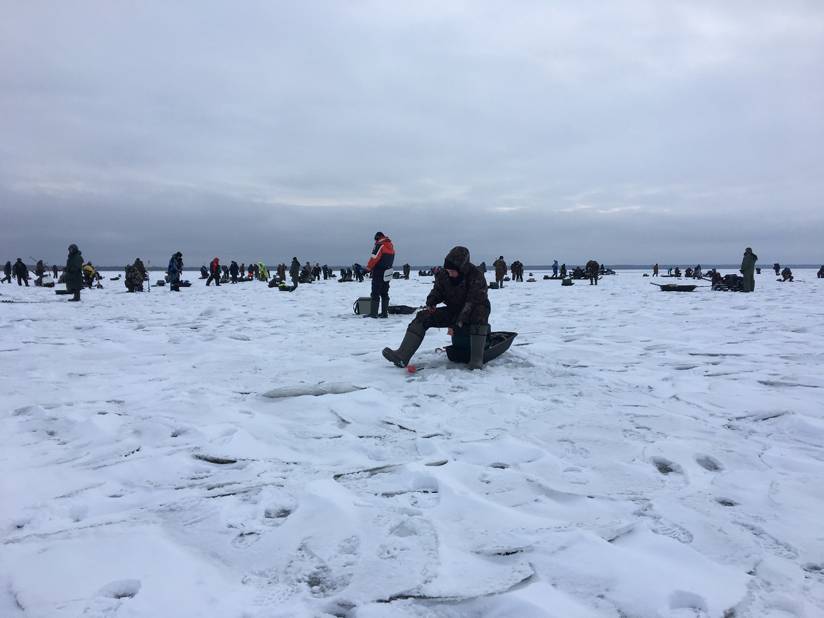 Ладожское озеро. Толпа бегает за окунем.