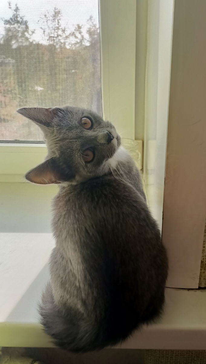 Кошки - лучший антистресс. На фото Шурик.