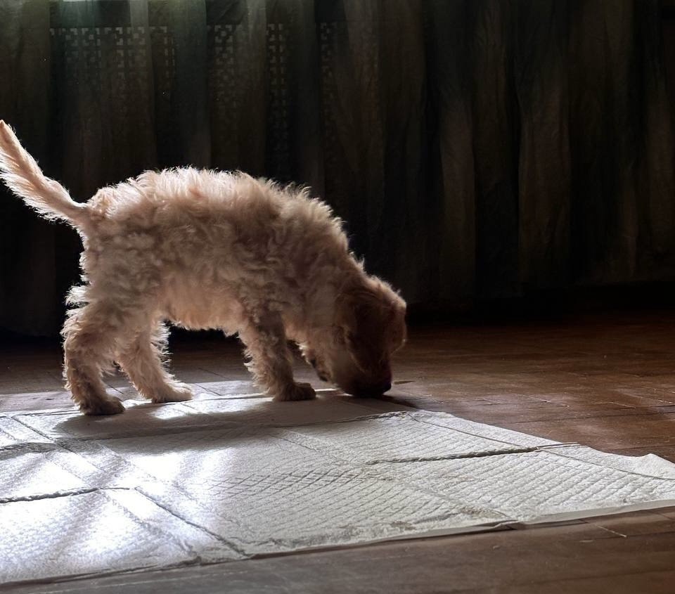 Малыш Арт изучает пеленку в новом доме